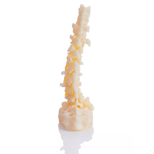 BoneMatrix alapanyagból 3D nyomtatott anatóniai gerinc modell