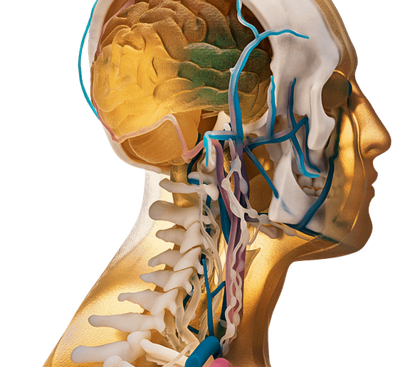 3D nyomtatott fej anatómiai modell
